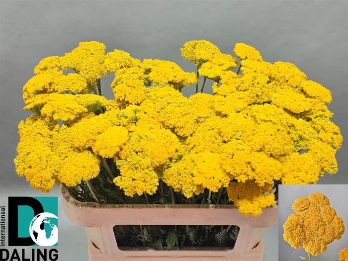 <h4>Achillea F Park Variety</h4>