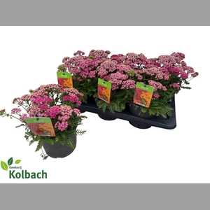 ACHI MILLEFOLIUM