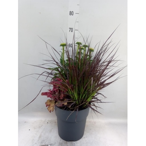 Vaste pltn   ...mix 3  [Perennials]