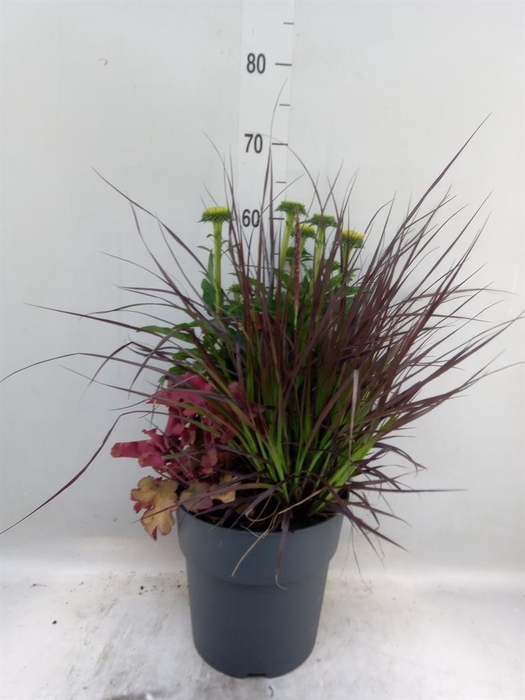 <h4>Vaste pltn   ...mix 3  [Perennials]</h4>