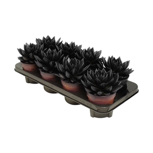 Echeveria coloured black