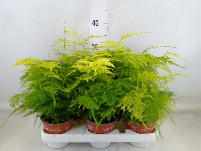 <h4>Asparagus setaceus</h4>