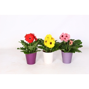 Gerbera gemengd 2+ in paarse beker 3 ass