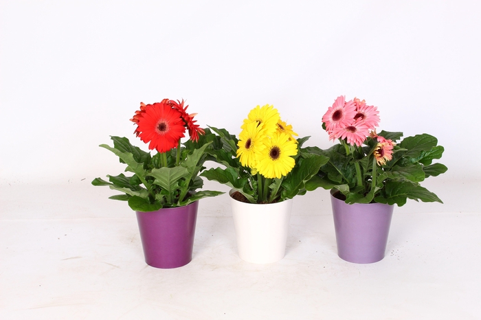 <h4>Gerbera gemengd 2+ in paarse beker 3 ass</h4>