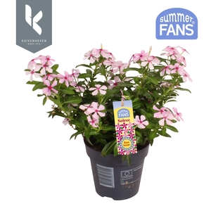 Catharanthus Soiree® Bubble Joy