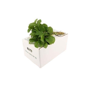 SALAL BABY