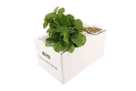 <h4>SALAL TIPS</h4>