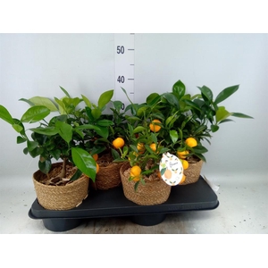 Arr. Tuinplanten H%