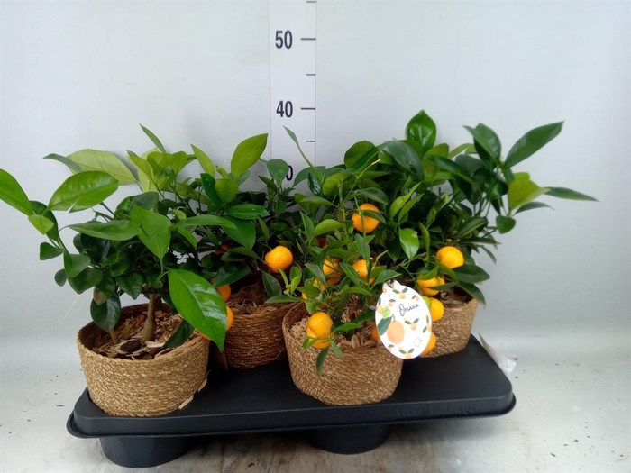 <h4>Arr.   Tuinplanten H%</h4>