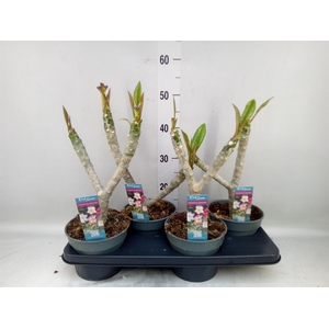 Plumeria rubra 'Hawaiian'   ...mix