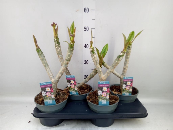 <h4>Plumeria rubra 'Hawaiian'   ...mix</h4>