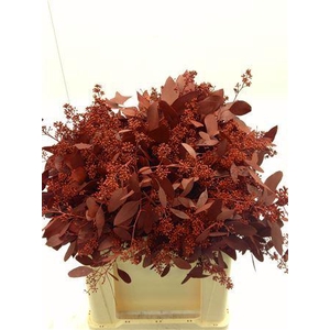 EUCALYPTUS POPULUS RED DYED