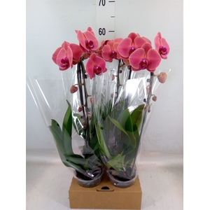 Phalaenopsis  'Elegant Cascade'