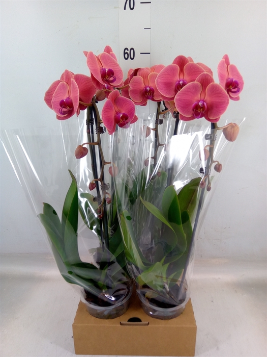 <h4>Phalaenopsis  'Elegant Cascade'</h4>