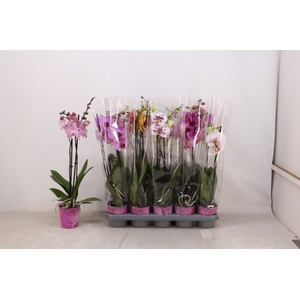 PHAL GEM 5 KL