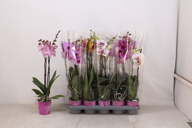 <h4>PHAL GEM 5 KL</h4>