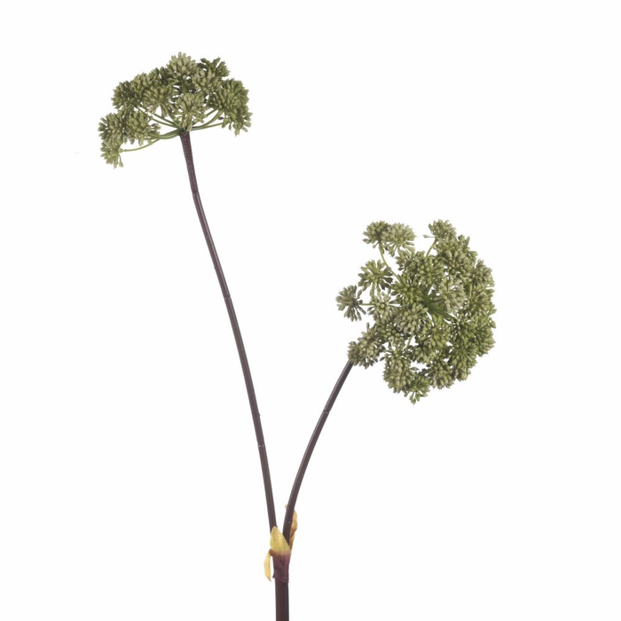<h4>Af Angelica X2 L116cm Green</h4>
