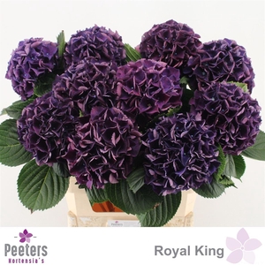 Hydr M Royal King
