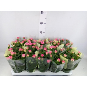 Rosa  'Carousel Kordana'