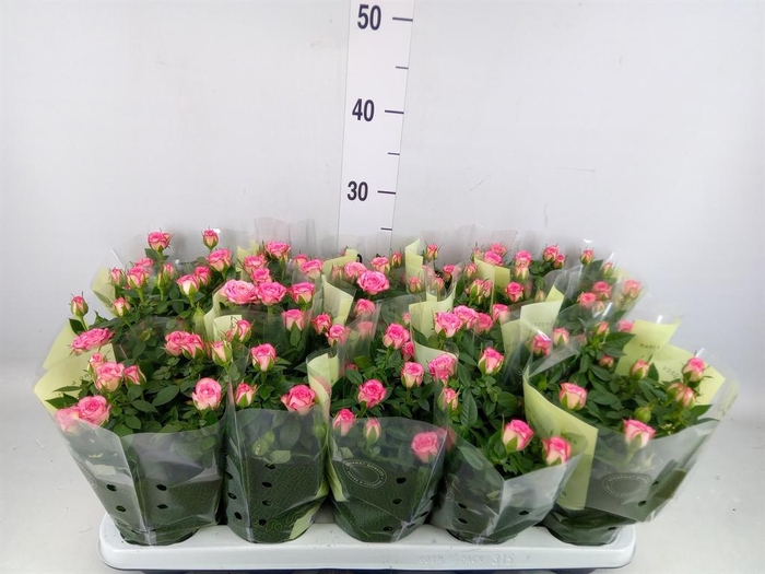 <h4>Rosa 'Carousel Kordana'</h4>