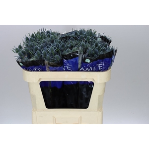 Eryngium Blue Dynamite
