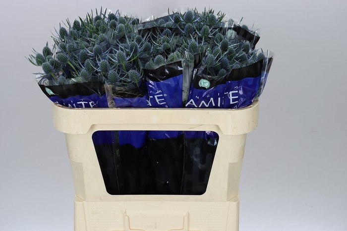 <h4>Eryngium Blue Dynamite</h4>