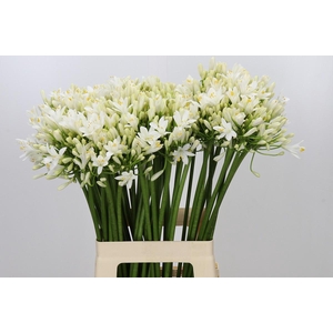 Agapanthus Gletsjer