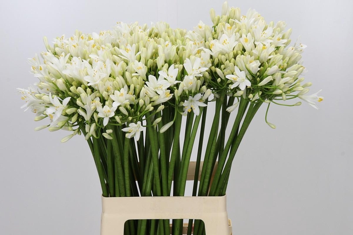 <h4>Agapanthus Gletsjer</h4>