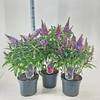 Buddleja Butterfly Candy Gemengd