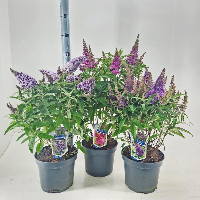 <h4>Buddleja Butterfly Candy Gemengd</h4>