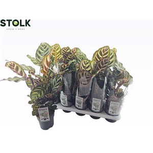 Calathea 12cm Makoyana