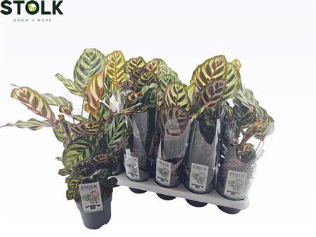 <h4>Calathea 12cm Makoyana</h4>