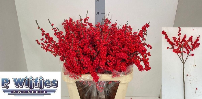 <h4>ILEX VE RODE BES</h4>