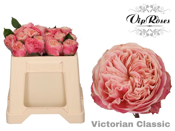 R GR VICTOR CLASSIC@