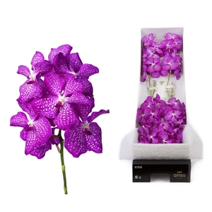 Vanda  'Kanchana Magic Pink'