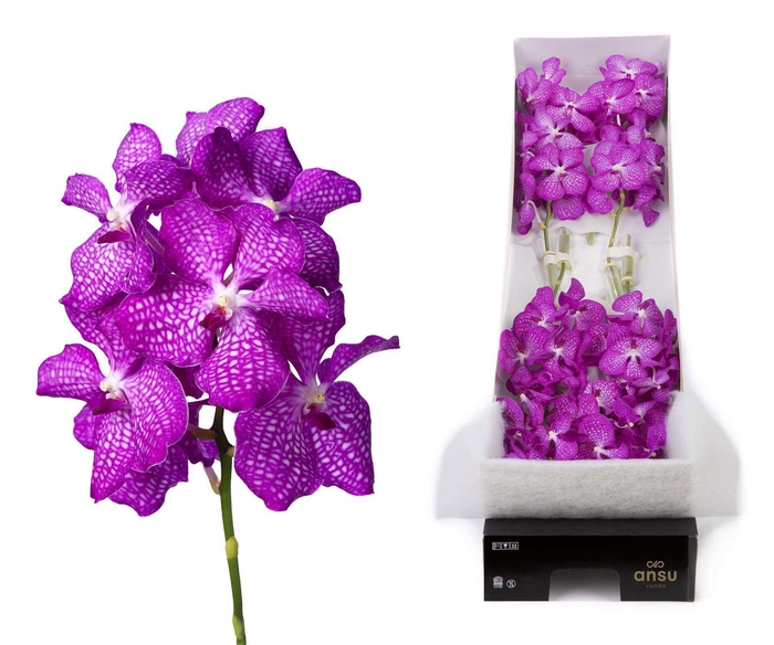 <h4>Vanda 'Kanchana Magic Pink'</h4>