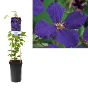 Clematis 'Jackmanii' +light label
