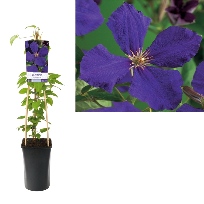 <h4>Clematis 'Jackmanii' +light label</h4>
