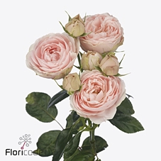 <h4>Rosa spray silva sweet+</h4>