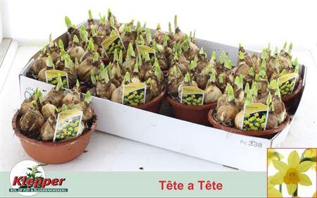 <h4>Narc O Tete A Tete</h4>