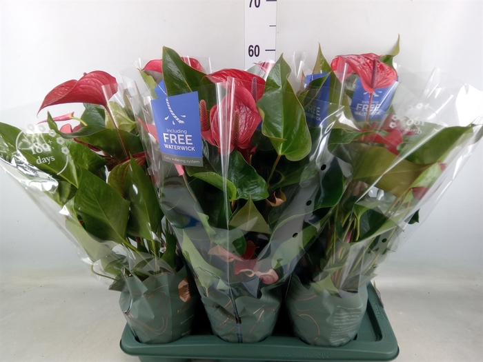 <h4>Anthurium andr. 'Karma Dark Red'</h4>