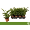 Pteris Straminea