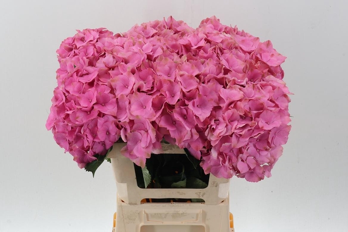 <h4>Hydr M Roy Palace</h4>