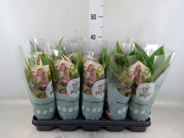 <h4>Spathiphyllum  'Torelli'</h4>