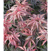 Acer palmatum