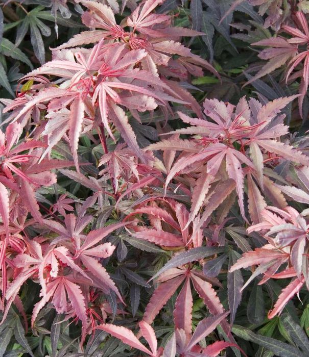 Acer palmatum