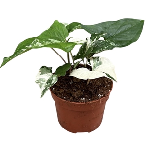 Syngonium