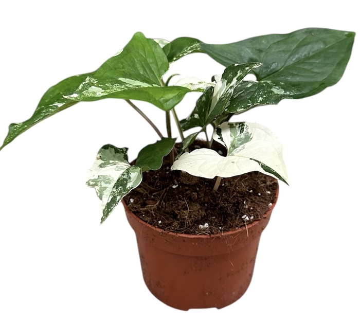 <h4>Syngonium</h4>