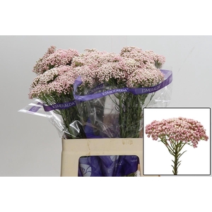 OZOTH COOKS TALL PIN