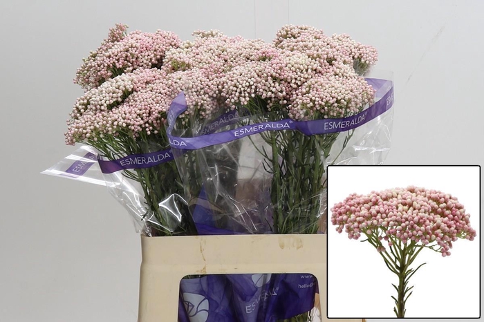 <h4>OZOTH COOKS TALL PIN</h4>